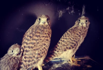 Vörös vércse dömping