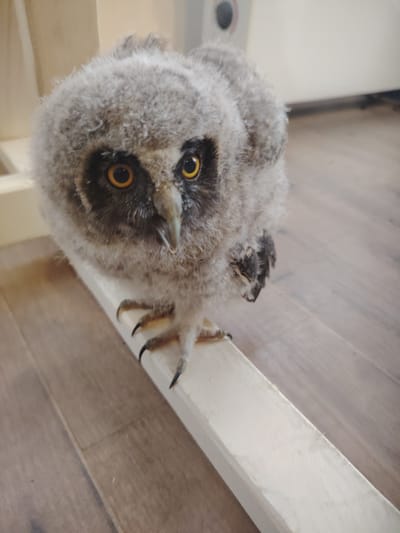 Erdei fülesbagoly fióka