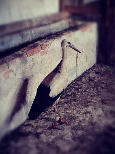 Ápolásra szoruló gólya!