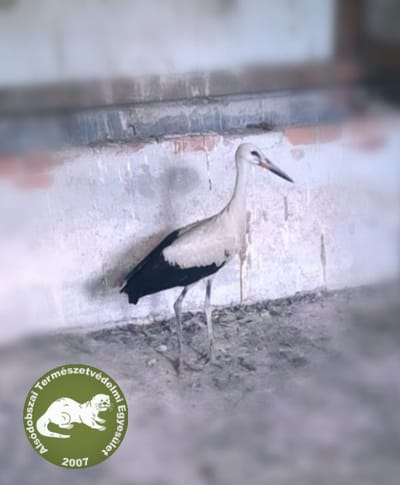 Egyet mondtunk, kettő lett belőle!