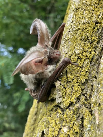 Hosszú fülű látogatónk