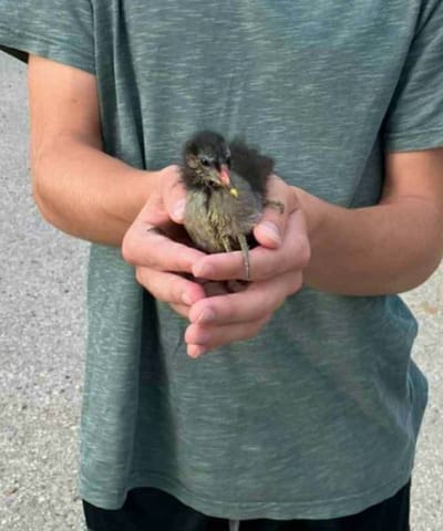 Fekete kis tollgombóc!