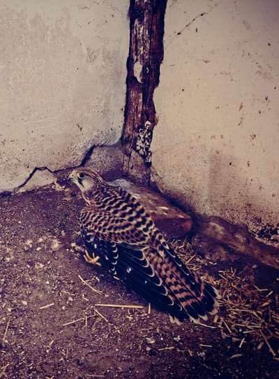 Ismét vörös vércsék!