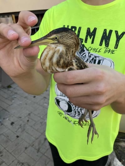 Kicsi a gém, de erős!