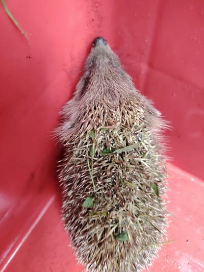 Néhány mentett állat az elmúlt időszakból