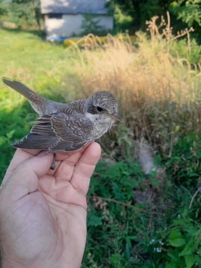 A madár, mely "karóba húzza" áldozatait!