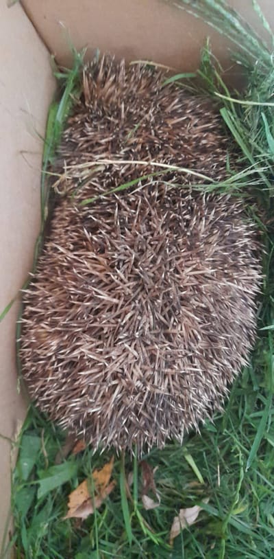 Vérző lábú sündisznó!