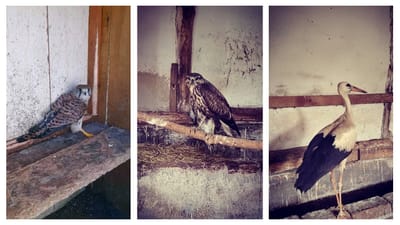 Az elmúlt napok madárvendégei