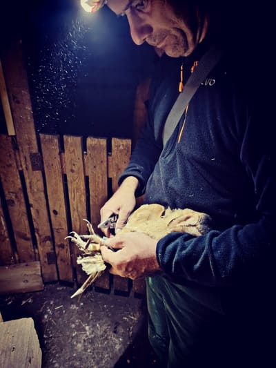 Szívecske arcú éjszakai vadász