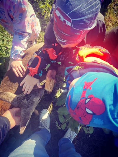 Állatok testközelből!