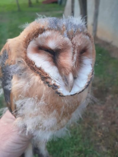 Ismét egy bagoly és ismét adomány!