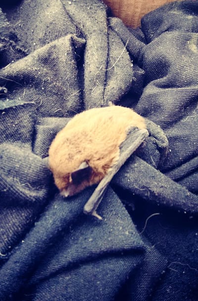 Törpedenevér a dobozban