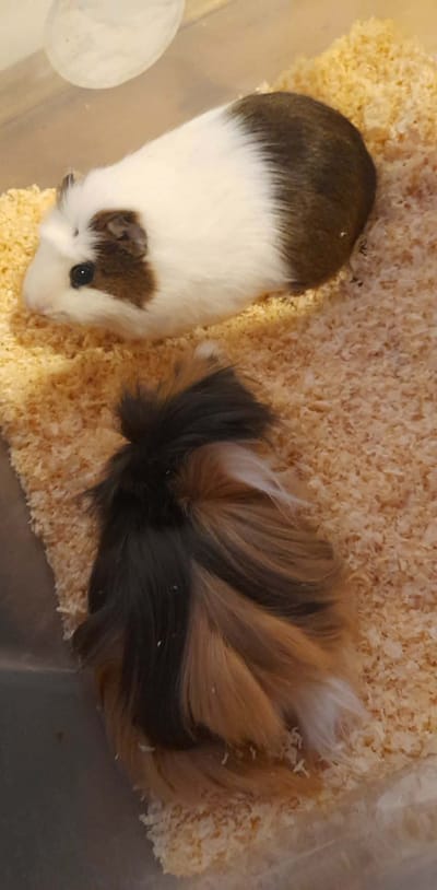 Szokatlan jövevények