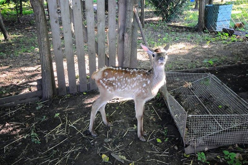 Őzgida és szarvasborjú mentés