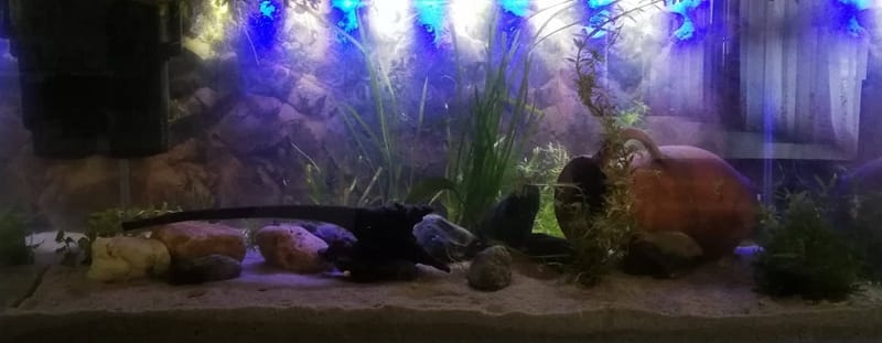 Oktatva szórakozni!