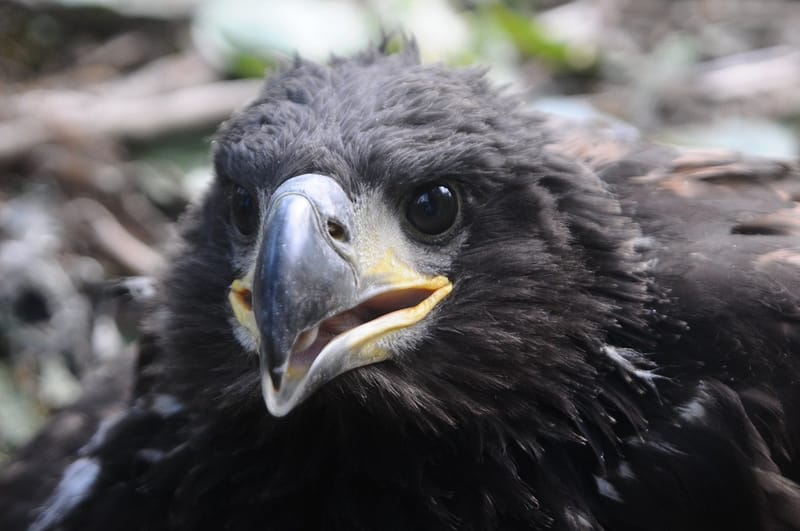 Rétisas költés a Hernád mentén!