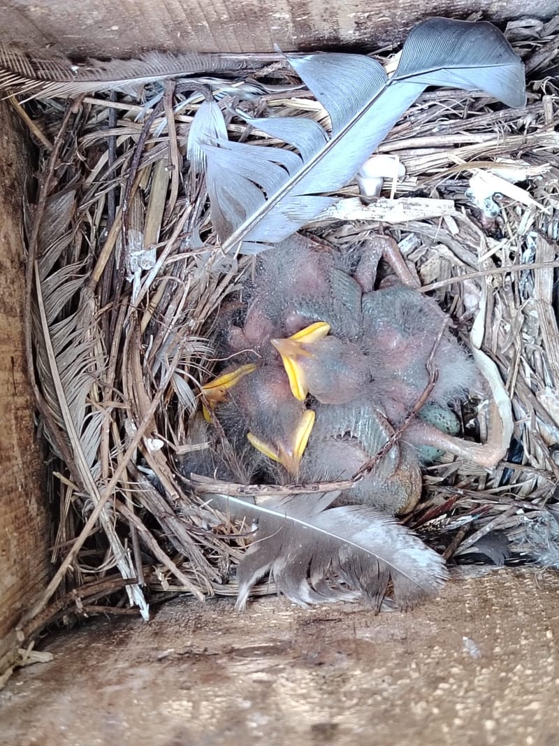 Madarak és fák napi odú ellenőrzés!