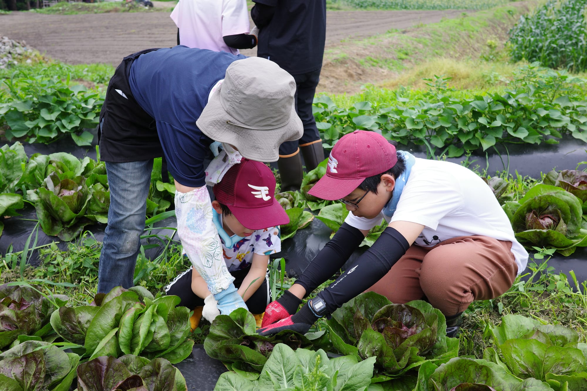 🌿農食育イベント第２回レポート！🥬
