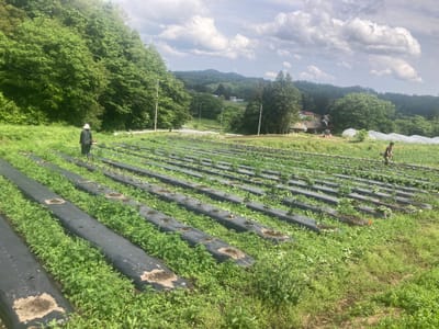 🌿草刈りしました！