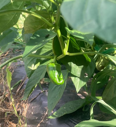 🍅夏野菜が元気に育っています！