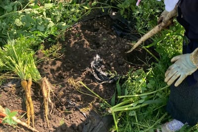 🌟農食育イベント 第4回 ”みんなのやさい大作戦！”レポート①