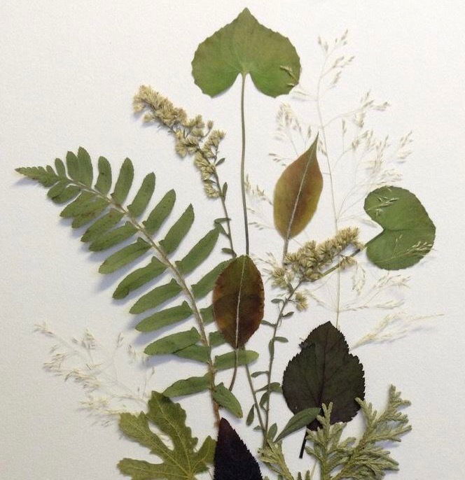 やさいの管理・畑の植物観察