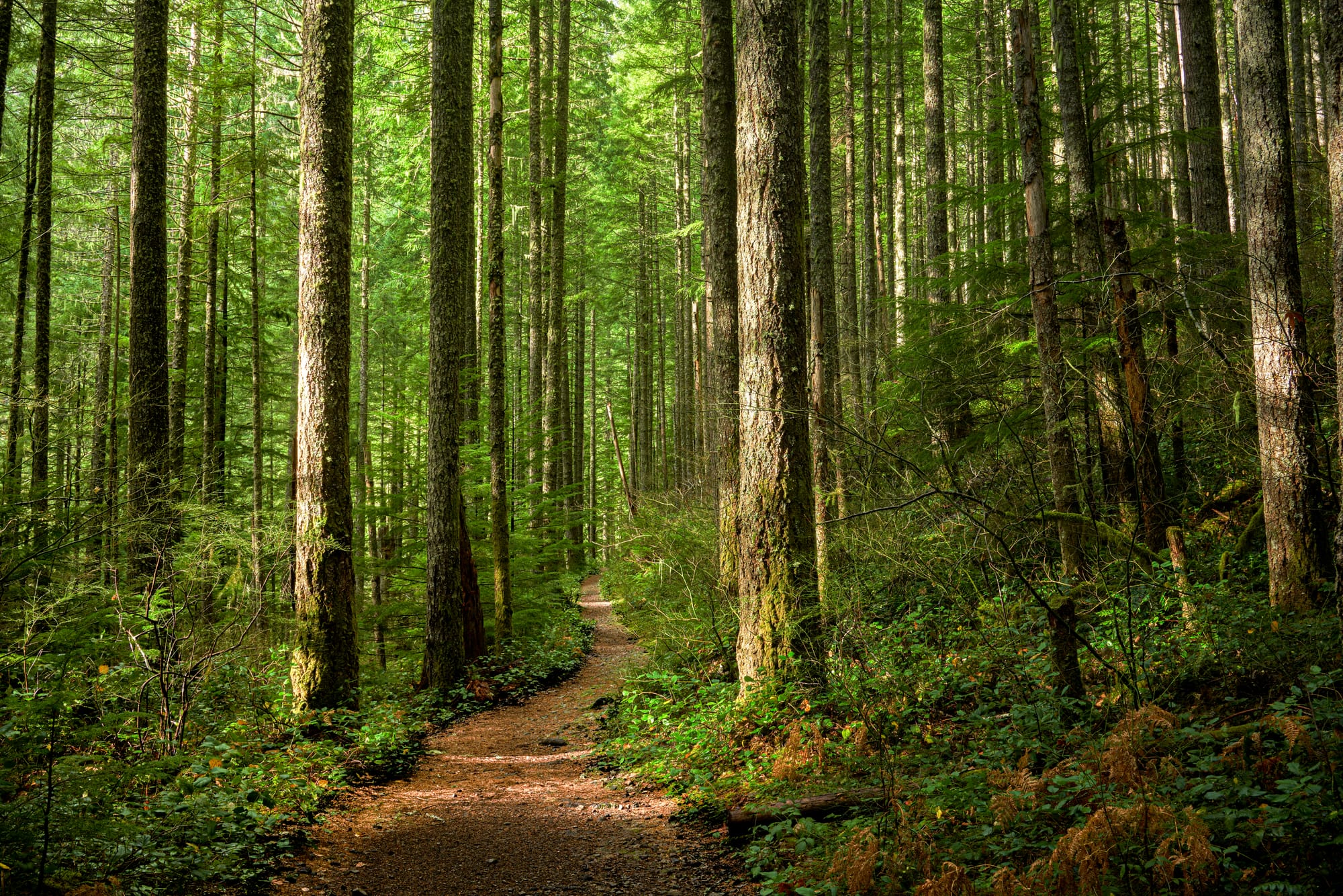 On Walking a Toddler in the Woods