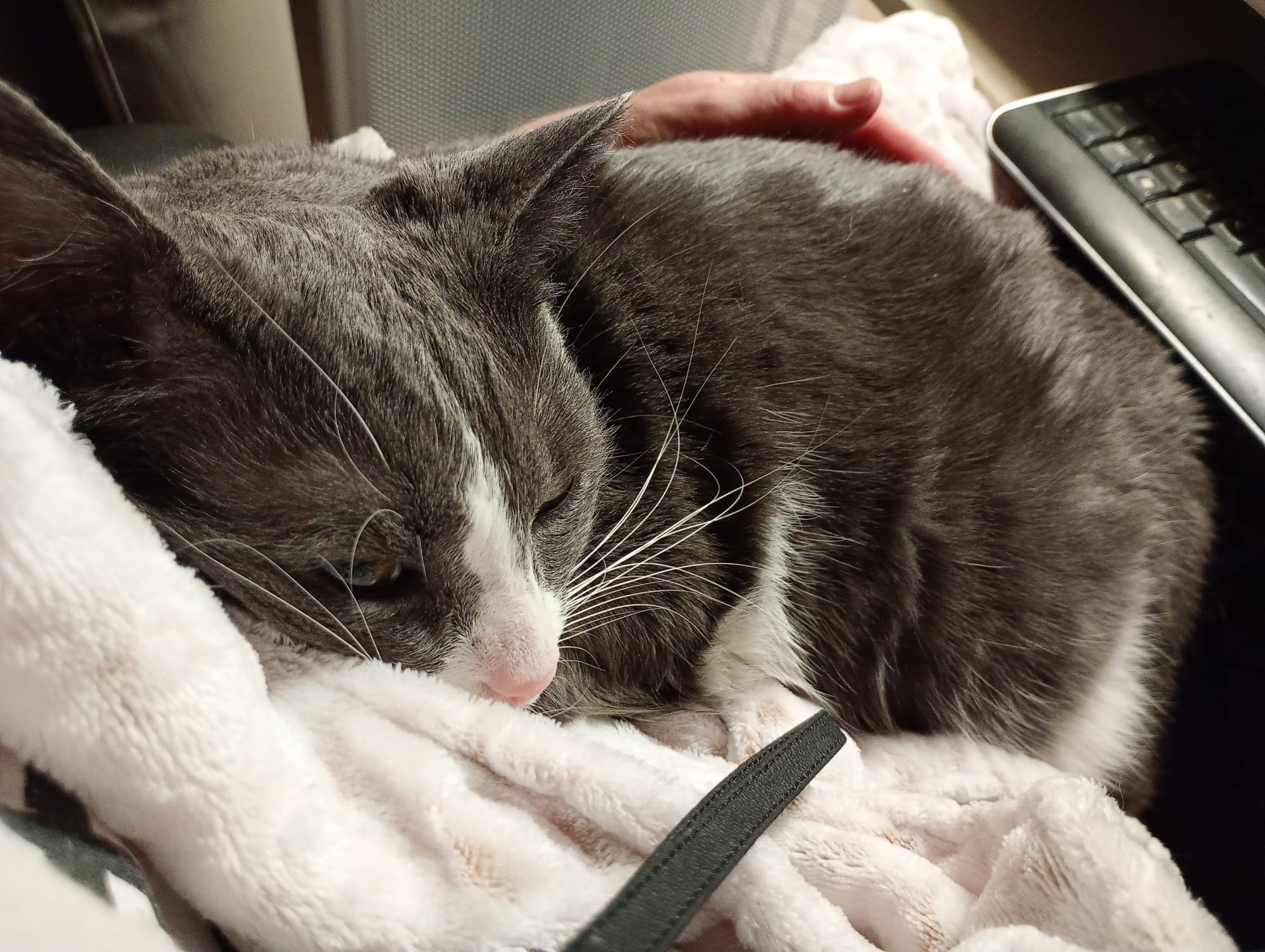 La mystérieuse Grey