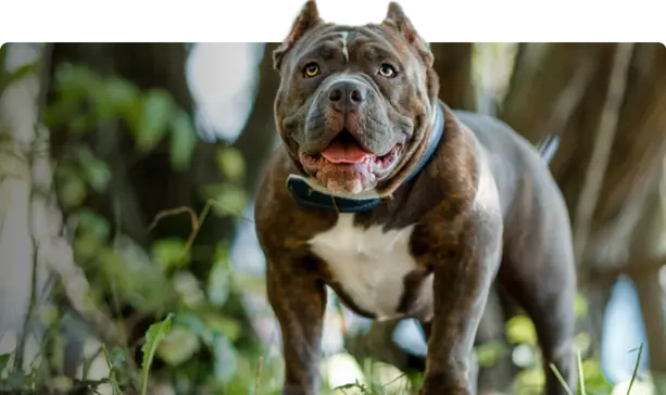 Le Bully, catégorisé ou non?