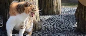 l'agressivité chez le chat