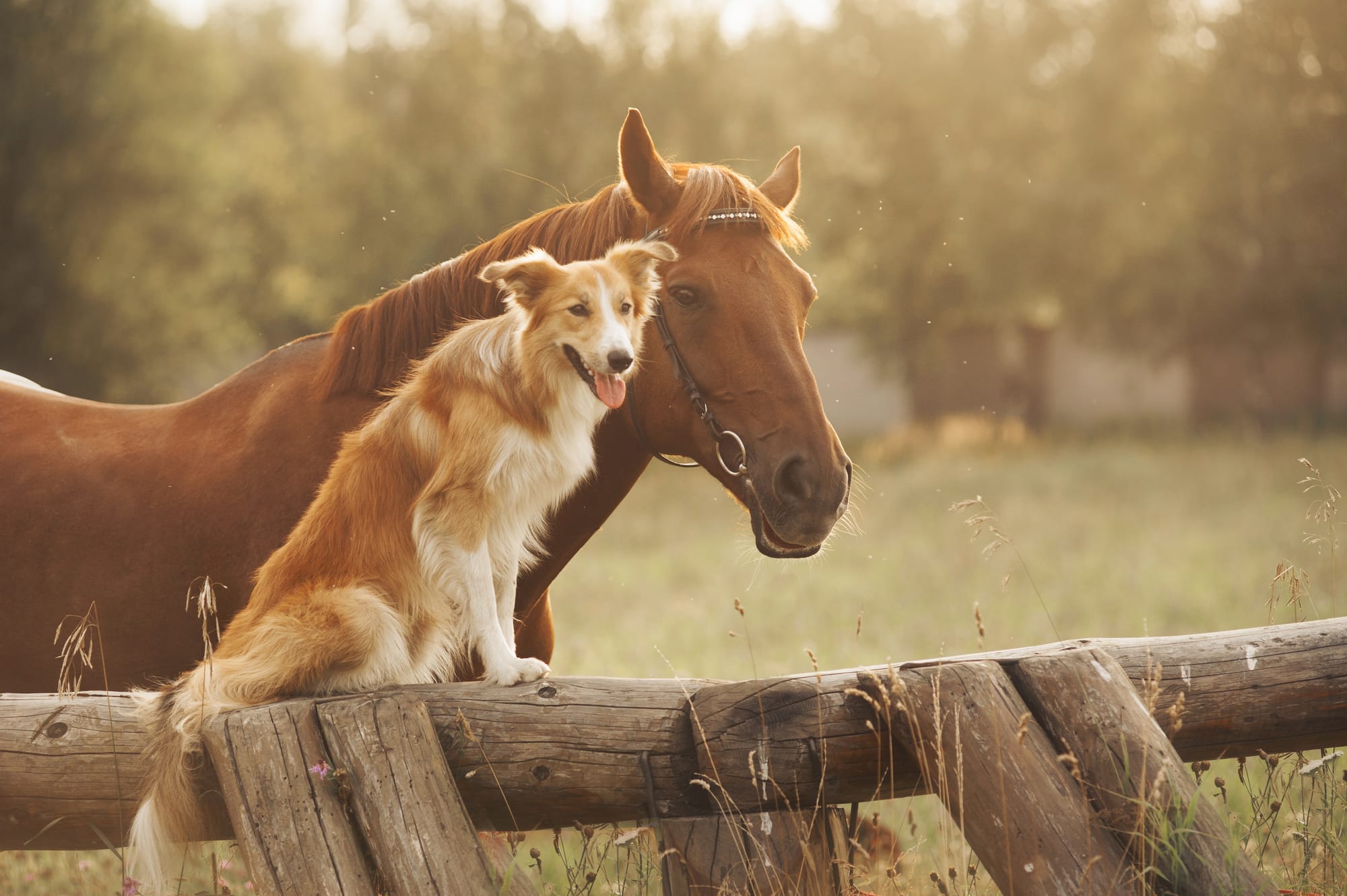 La médiation animale