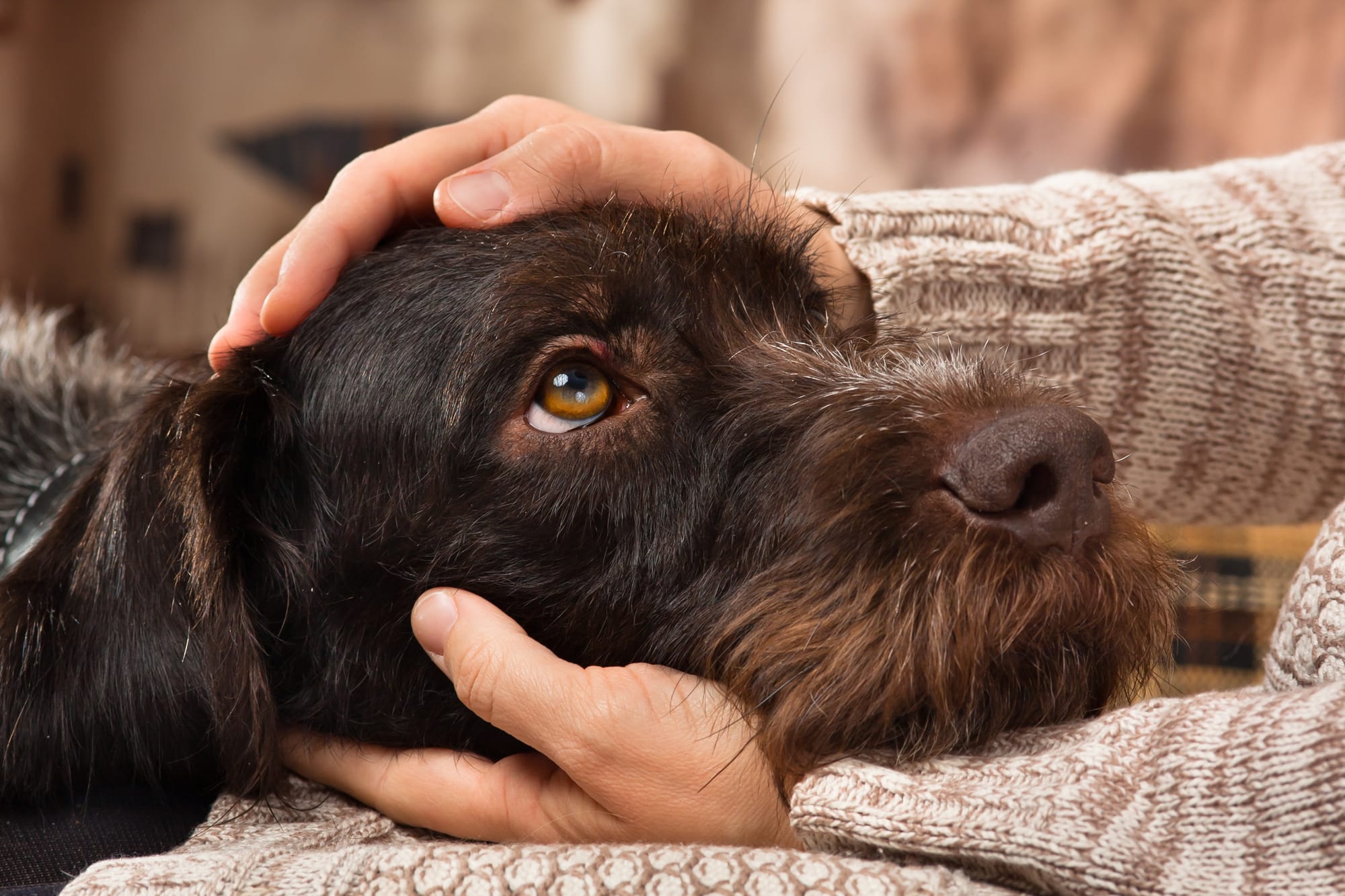 L'état anxieux chez le chien