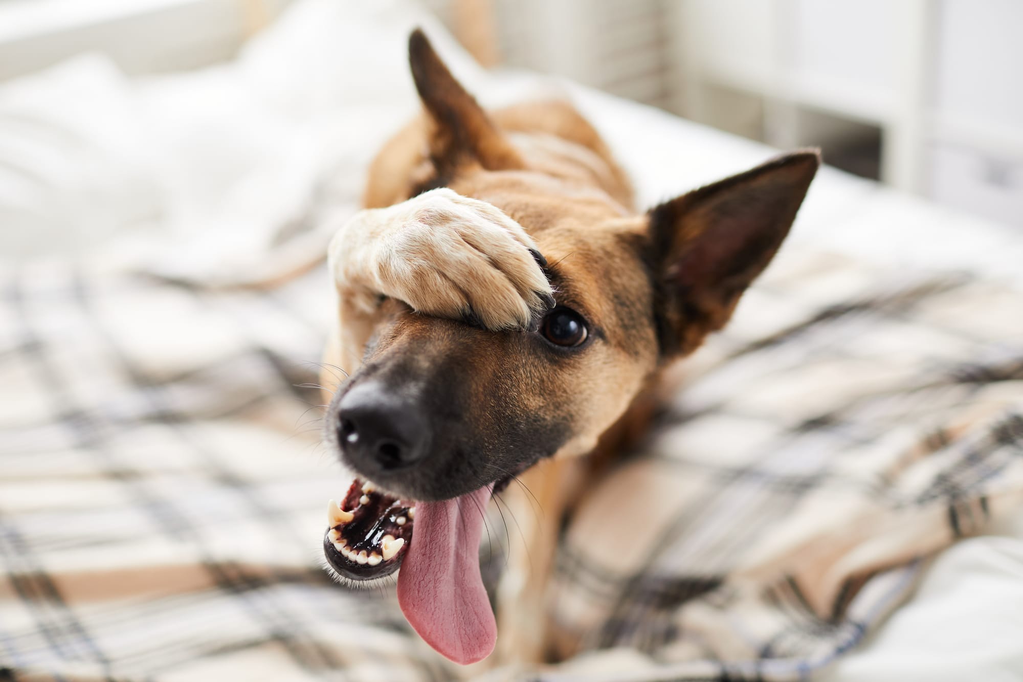 Les chiens réactifs
