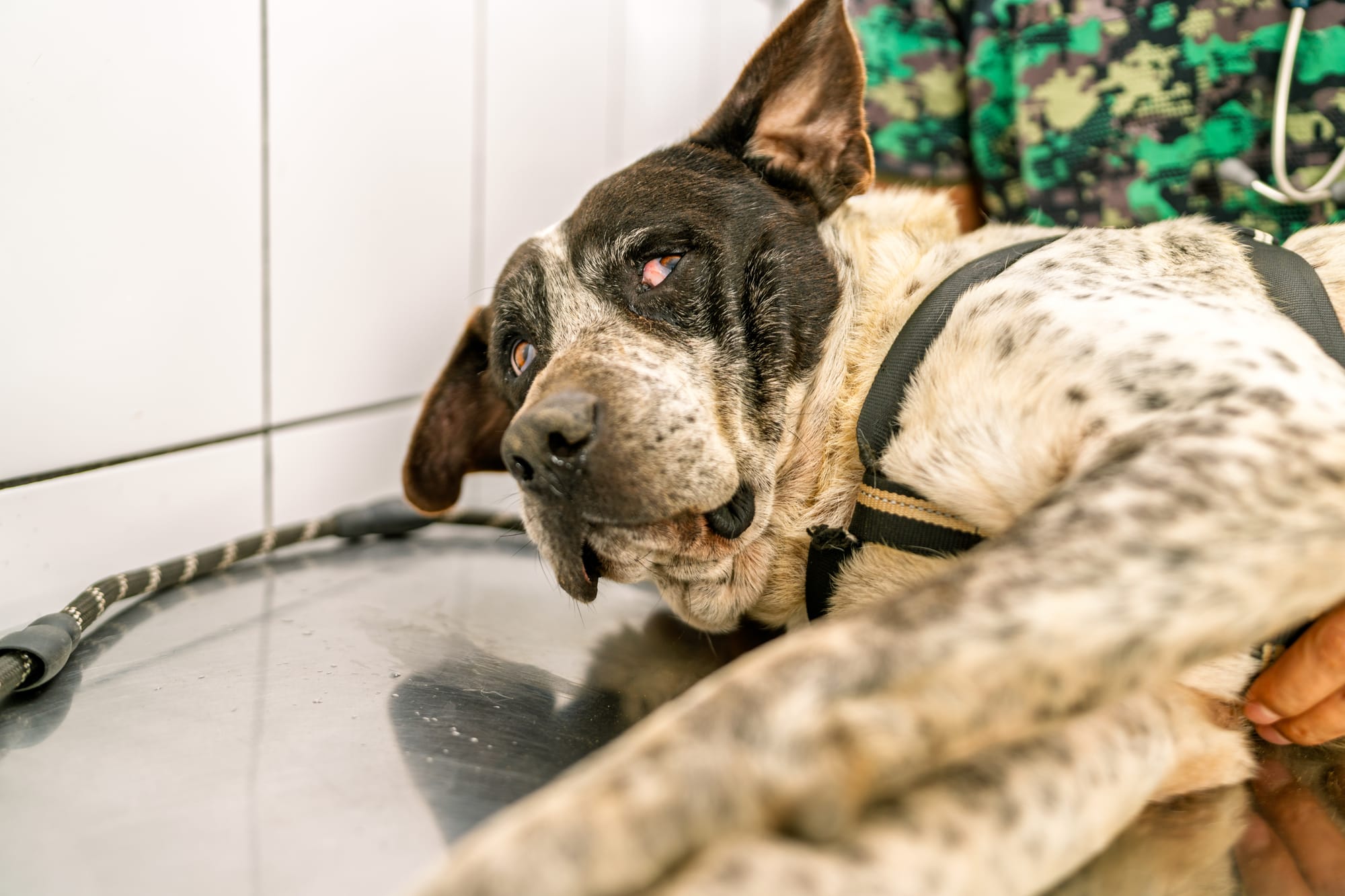 L'état anxieux chez le chien