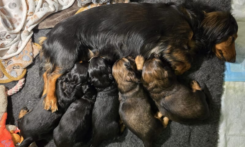 Le développement du chiot