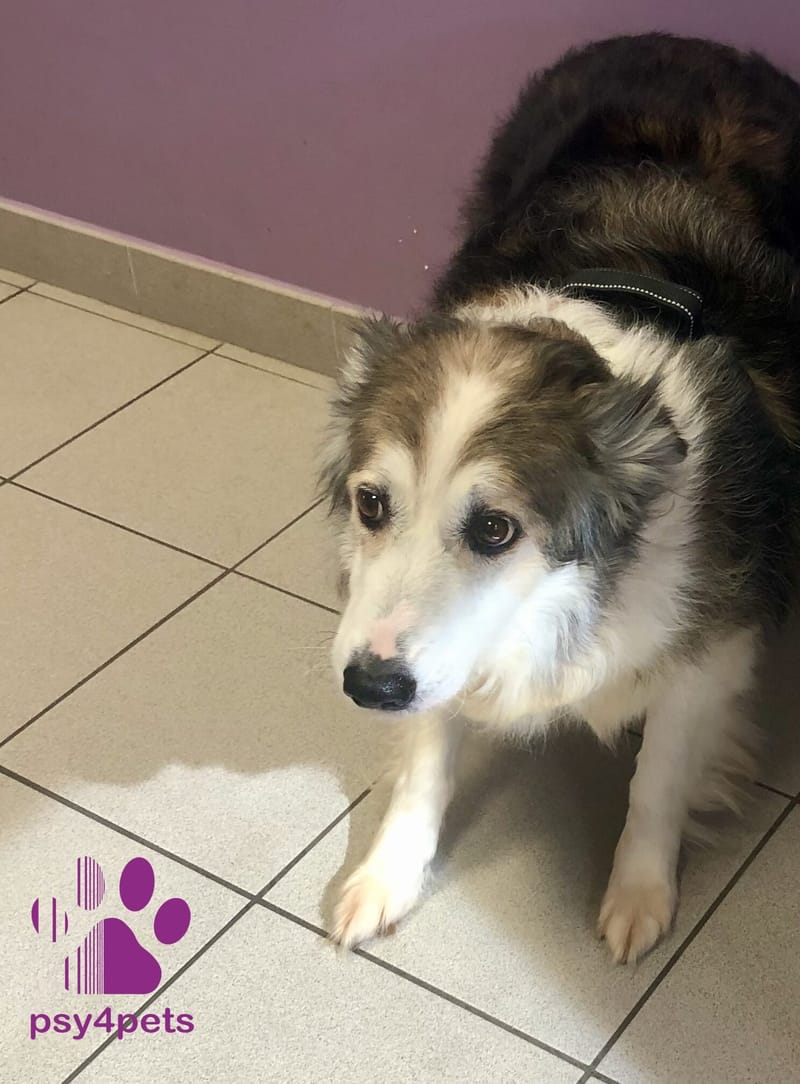 La phobie du vétérinaire!! Un comble, et pourtant...