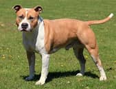 Evaluation comportementale