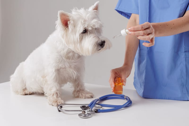 Vétérinaire comportementaliste, qui est -il?