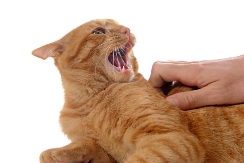 Le chat agressif