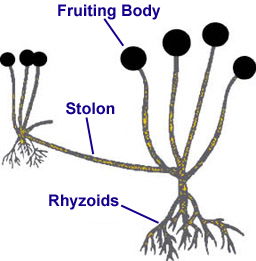 הגורם האמיתי למחלה הן פטריות עובש – אלרגנים נפוצים. מחקרים מדעיים מראים שלכמות חלקיקי פטריות אלה הנמצאים באוויר ובחלל האף קשר ישיר לחומרת הדלקת ברירית גתות האף.