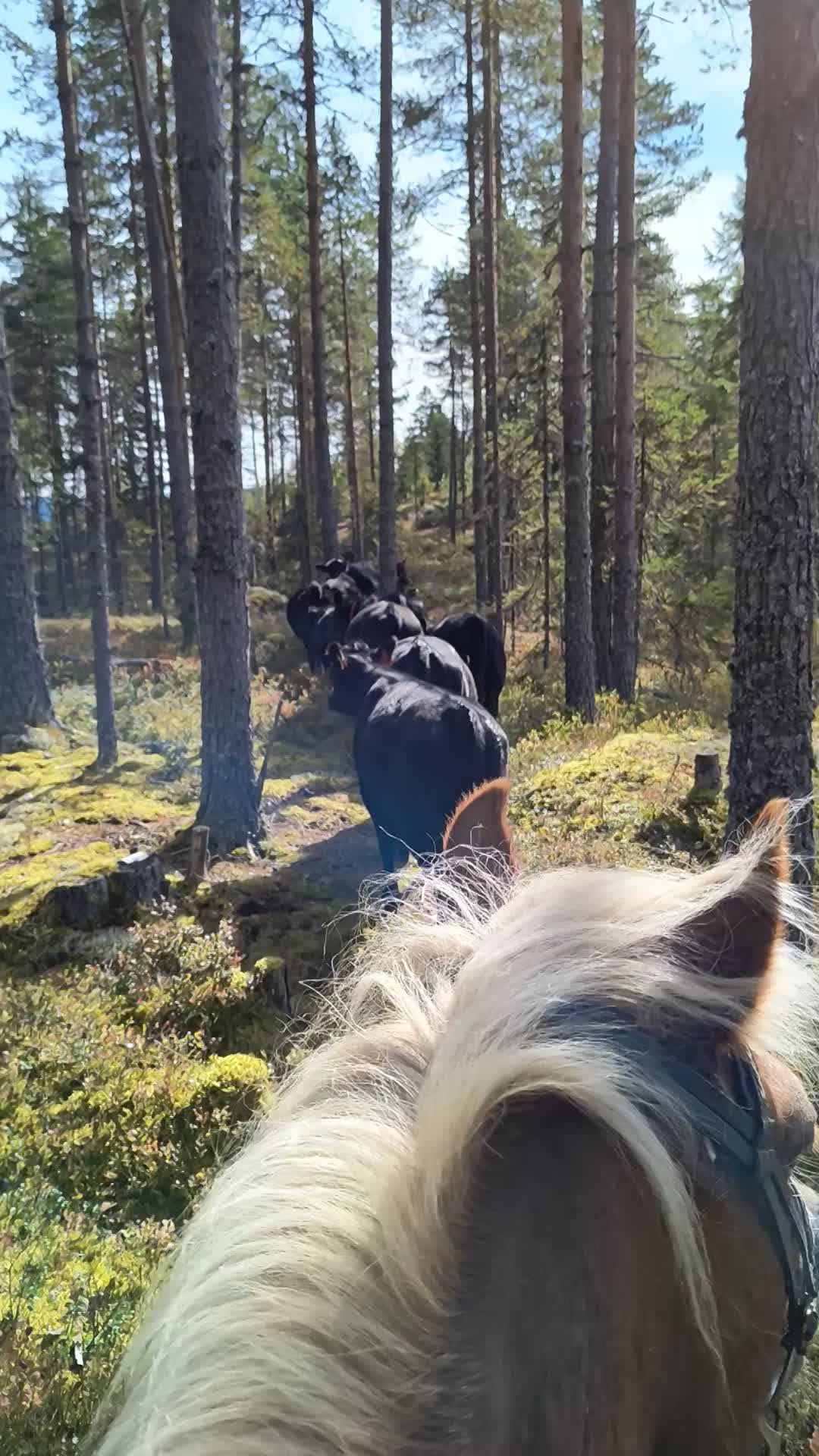 Aberdeen Angus Kyr