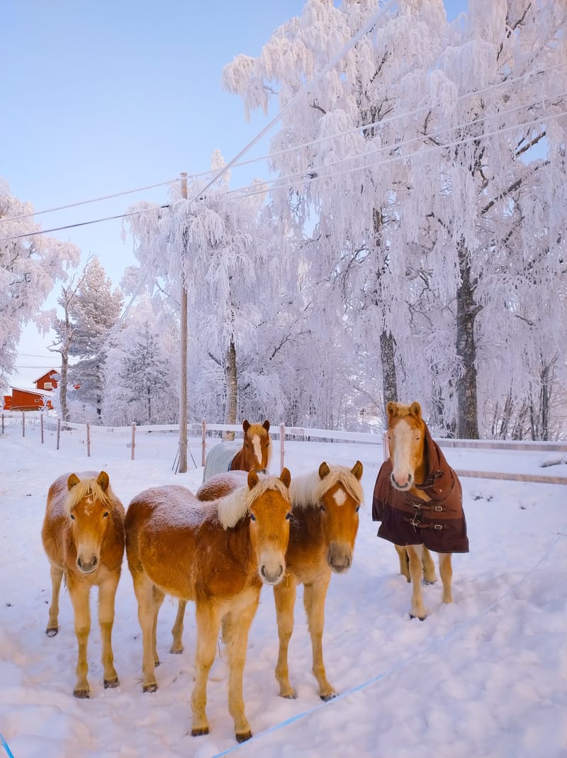 Haflinger fra Haukåsen