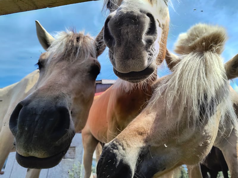 Hest på fòr
