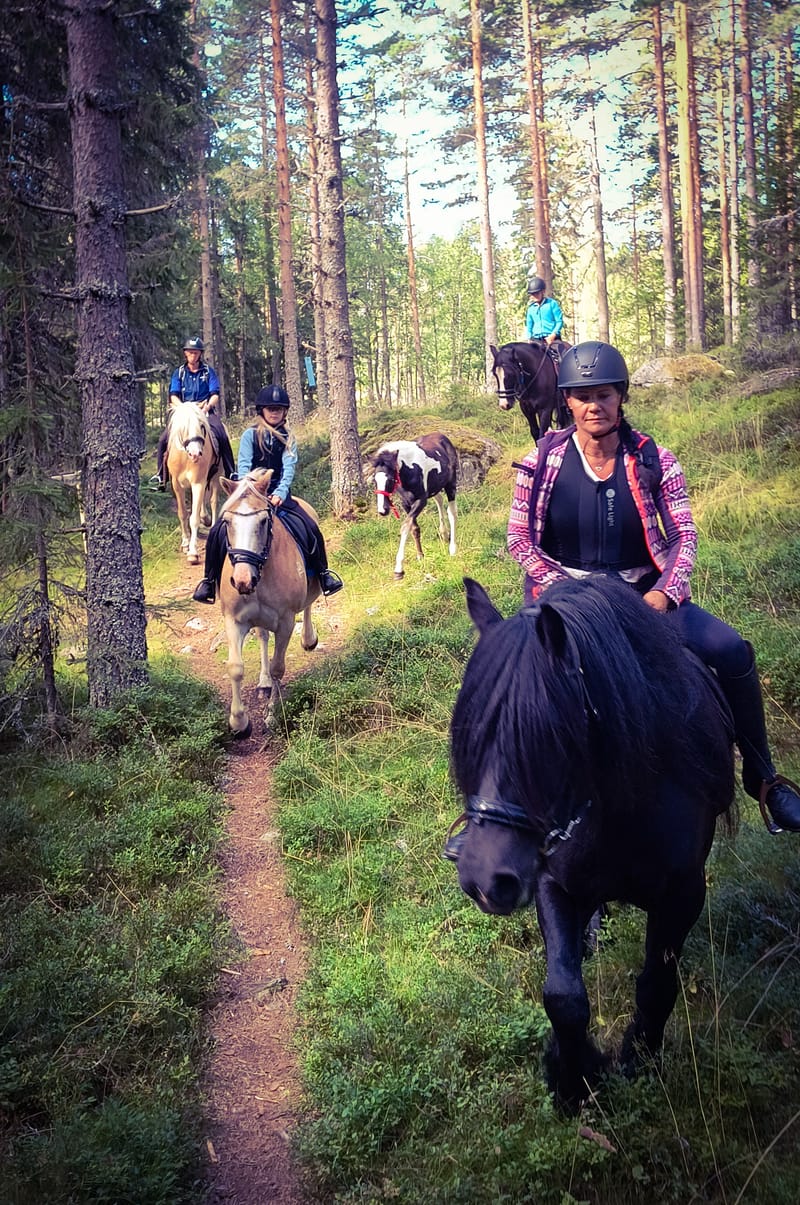 Hest på fór