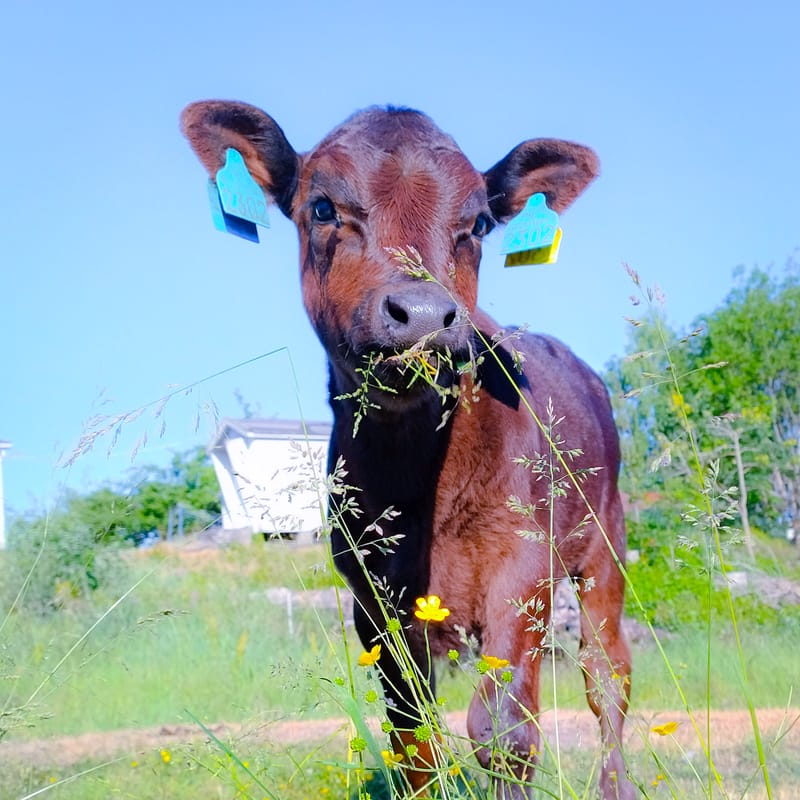 Aberdeen Angus Kyr