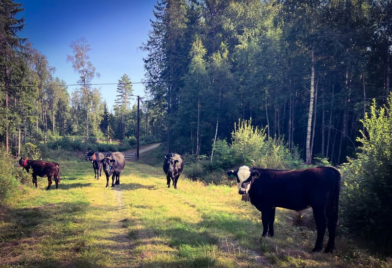 Aberdeen Angus Kyr