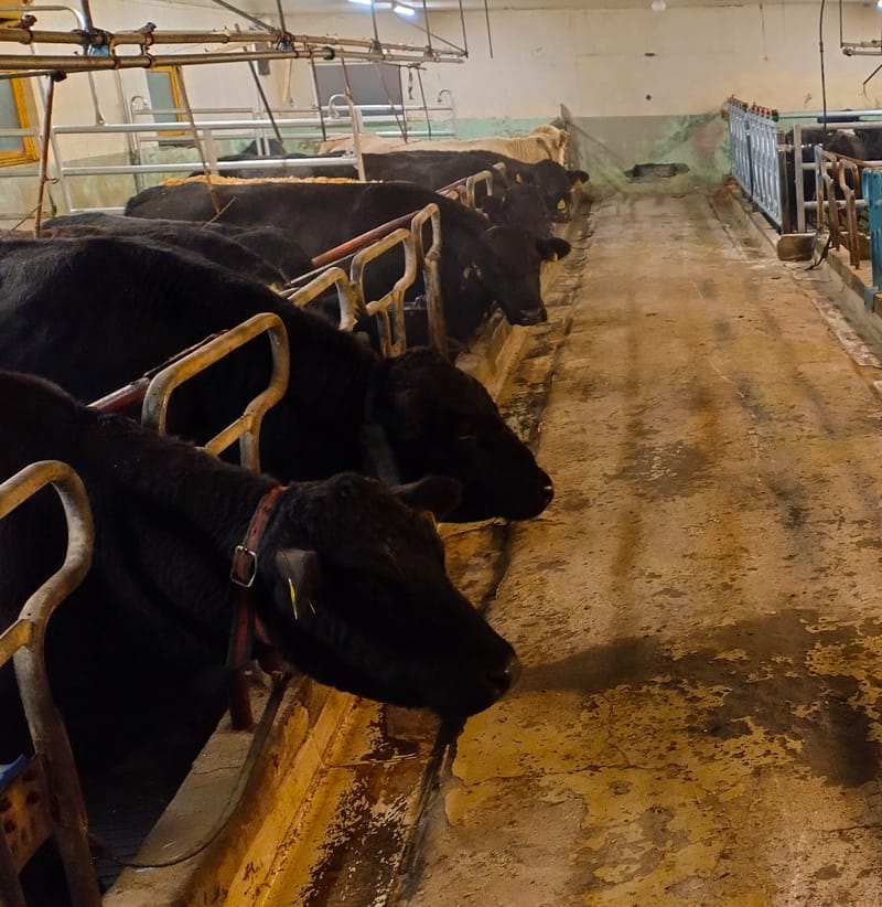 Aberdeen Angus Kyr