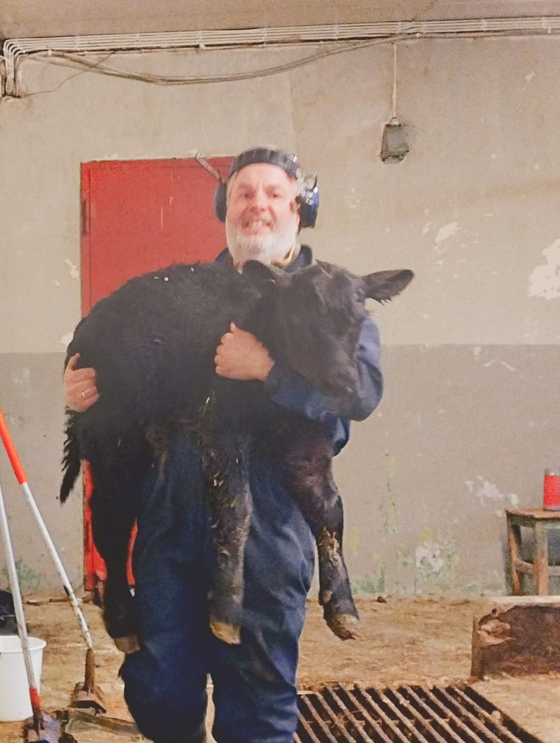Aberdeen Angus Kyr