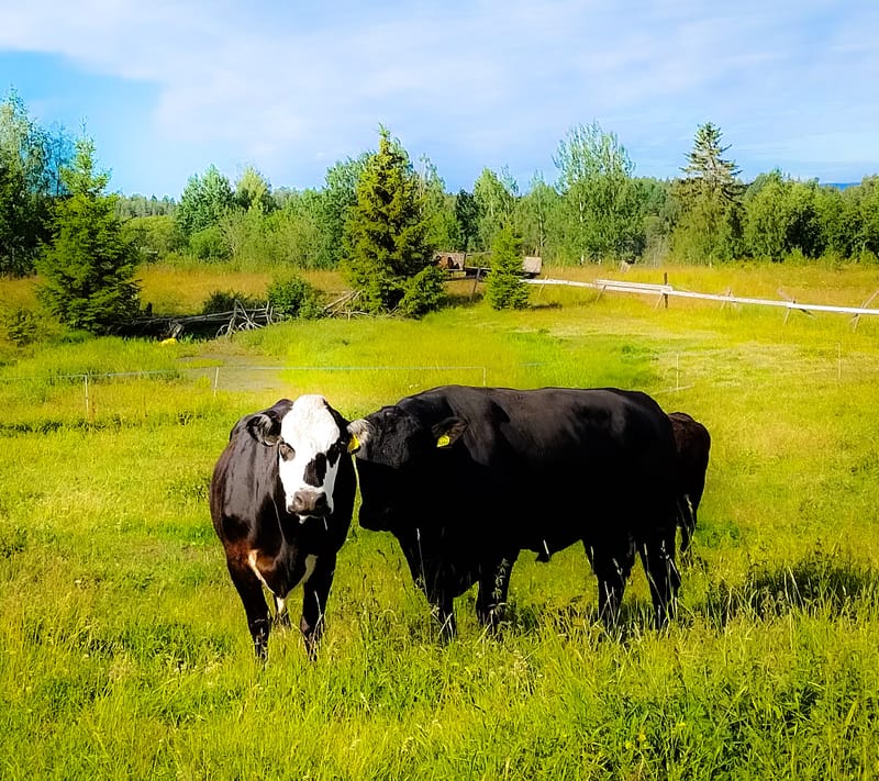 Aberdeen Angus Kyr