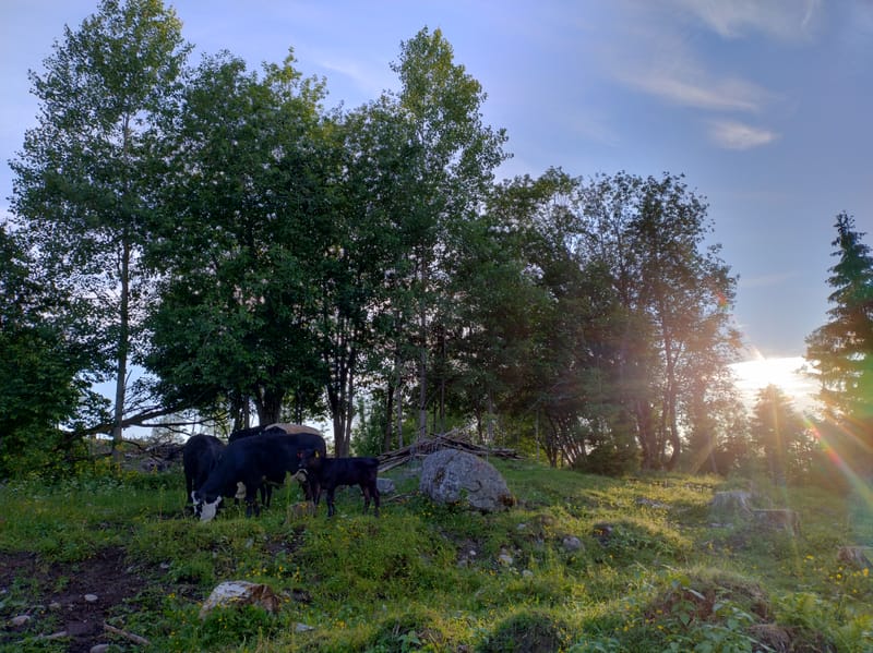 Aberdeen Angus Kyr